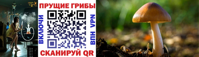 Псилоцибиновые грибы ЛСД ссылка на мегу рабочий сайт Анапа